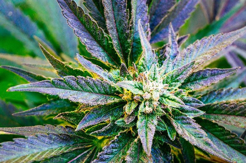 Boutique Corporation PCL’s Exclusive Collaboration Partner RMUTL (Nan) Secure FDA Approval for the Import of Cannabis Seeds and for the Cultivation of Cannabis